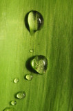 Vert!, ¡Verde!, Green!