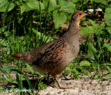 Gray Partridge