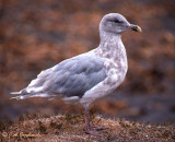 Glaucous-winged Gull