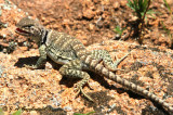 Eastern Collared Lizard (Crotophytus collaris collaris)