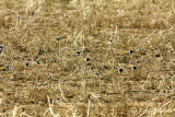 Will all the American Golden-Plovers...