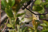 migrant Philadelphia Vireo