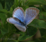 Reakirts Blue (Hemiargus isola)