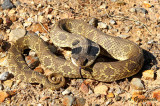 Eastern Hognose Snake (Heterodon platyrhinos)