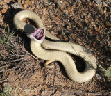 Eastern Hognose Snake (Heterodon platyrhinos)