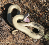 Eastern Hognose Snake (Heterodon platyrhinos)