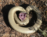 Eastern Hognose Snake (Heterodon platyrhinos)