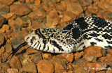 black and white Bullsnake (Pituophis catenifer sayi)