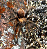 [Oklahoma Brown] Tarantula (Aphonopelma hentzi)