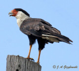 Crested Caracara