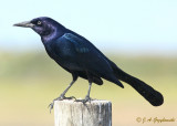 Boat-tailed Grackle