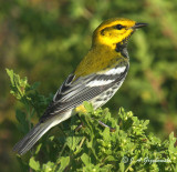 Black-throated Green Warbler