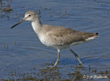 Willet