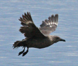 skua in Oklahoma