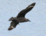 skua in Oklahoma