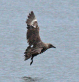 skua in Oklahoma