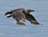 skua in Oklahoma