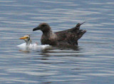 skua on Cattle Egret