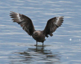 skua in Oklahoma