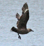 skua in Oklahoma