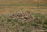 Historic ground nest of Ferruginous Hawk