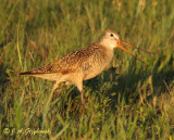 Marbled Godwit