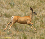 Mule Deer