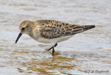 Bairds Sandpiper