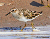 Least Sandpiper