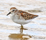 Least Sandpiper