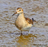 Pectoral Sandpiper