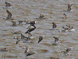 shorebirds