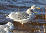 Thayers Gull/Herring Gull comparison