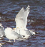 Herring Gulls and Thayers/Kumliens swarm Gull