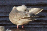 Thayers Gull--2nd cycle