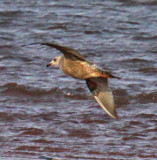 assumed darker Herring Gull