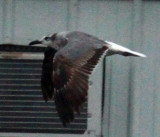 subadult Laughing Gull