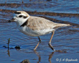 Snowy Plover