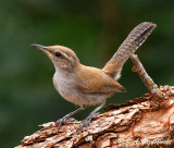 young Bewicks Wren