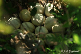 Wild Turkey nest