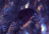 Red Crossbill  male