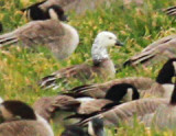 CacklingXRosss Goose hybrid
