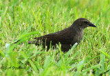 Shiny Cowbird