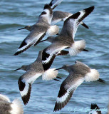 Willets