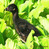 Purple Gallinule