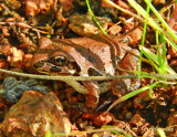 Streckers Chorus Frog (Pseudacris streckeri)