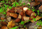 Broad-banded Copperhead (Agkistrodon laticinctus)