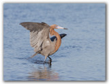 Aigrette rousstre Floride_8868.jpg