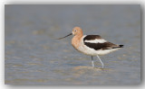 Avocette dAmrique Floride_5392.jpg