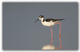 Avocette dAmrique Floride_1660.jpg